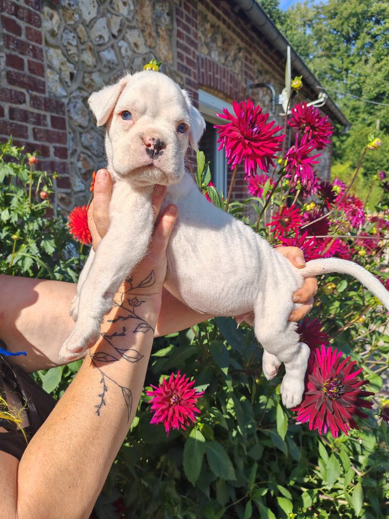 du Domaine des museaux courts - Chiots disponibles - Boxer