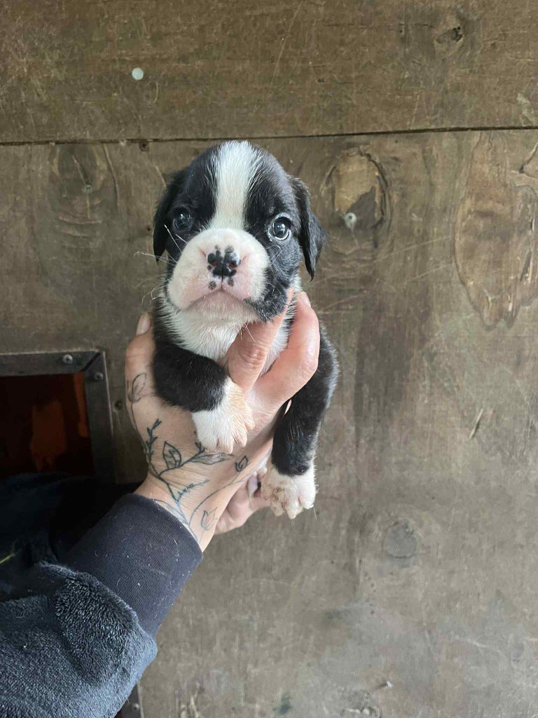 du Domaine des museaux courts - Chiots disponibles - Boxer