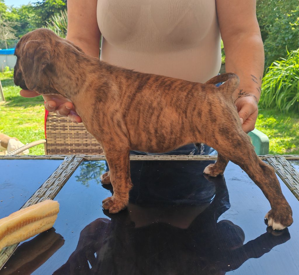 du Domaine des museaux courts - Chiots disponibles - Boxer