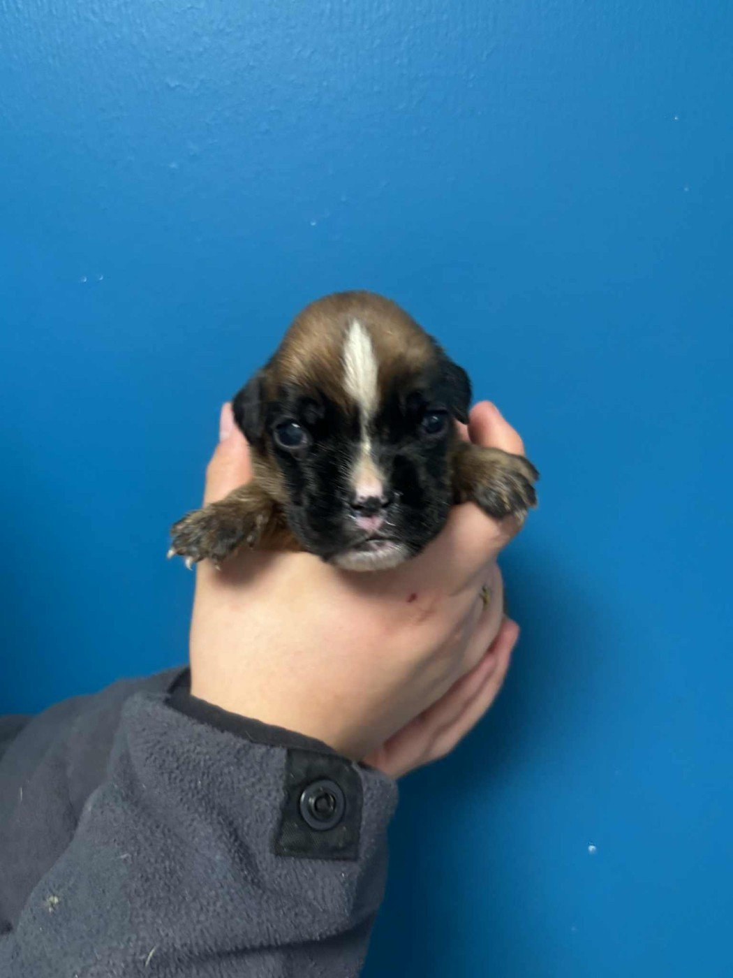 du Domaine des museaux courts - Chiots disponibles - Boxer