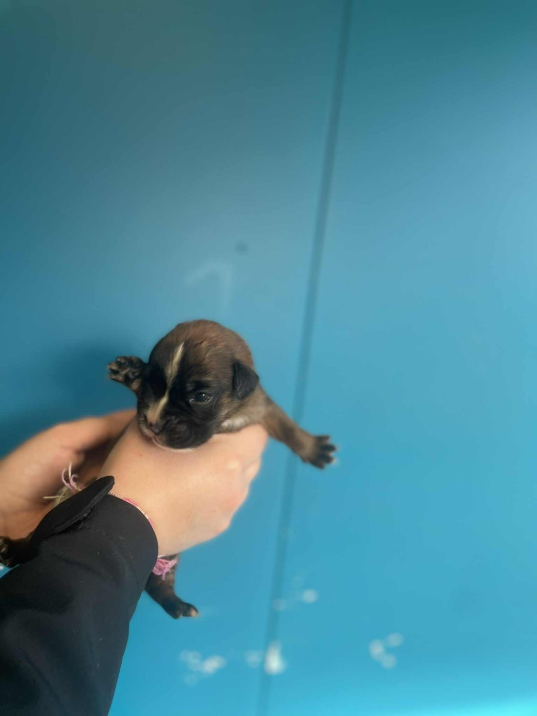 du Domaine des museaux courts - Chiots disponibles - Boxer