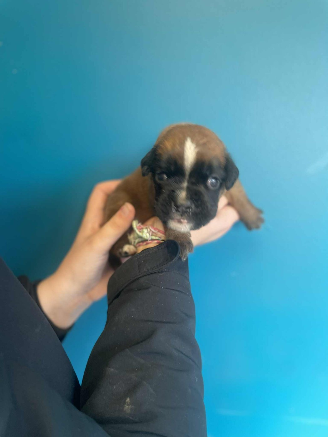 du Domaine des museaux courts - Chiots disponibles - Boxer