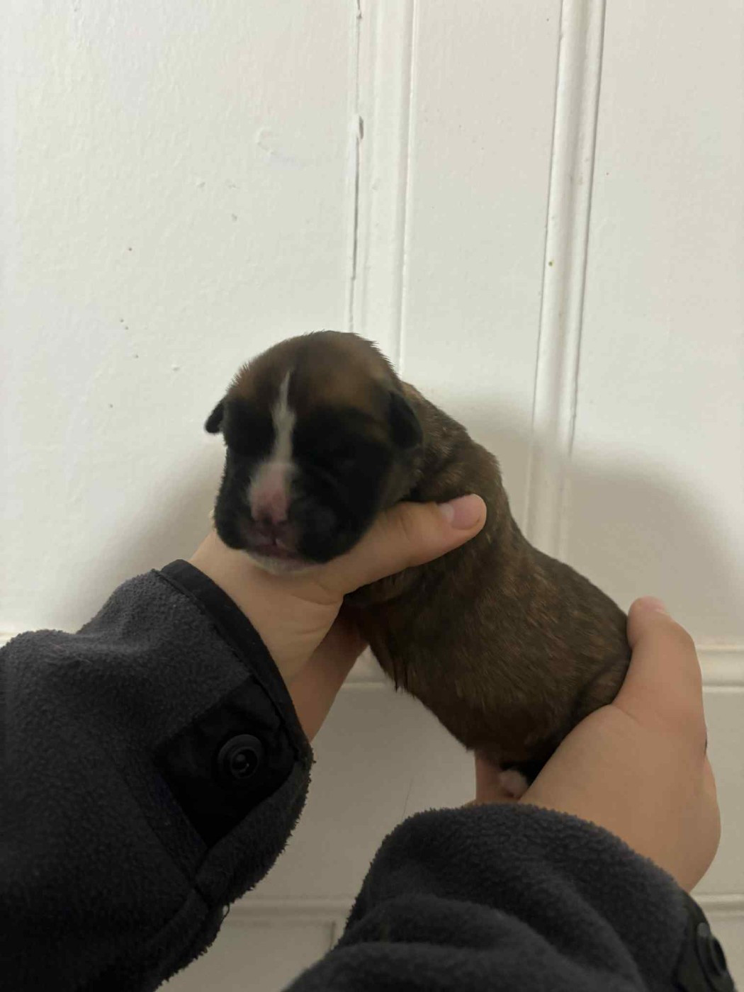 du Domaine des museaux courts - Chiots disponibles - Boxer