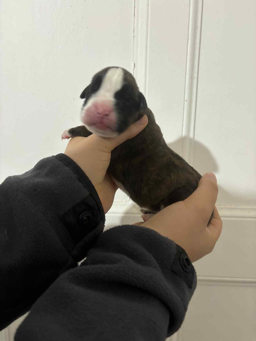 du Domaine des museaux courts - Chiots disponibles - Boxer