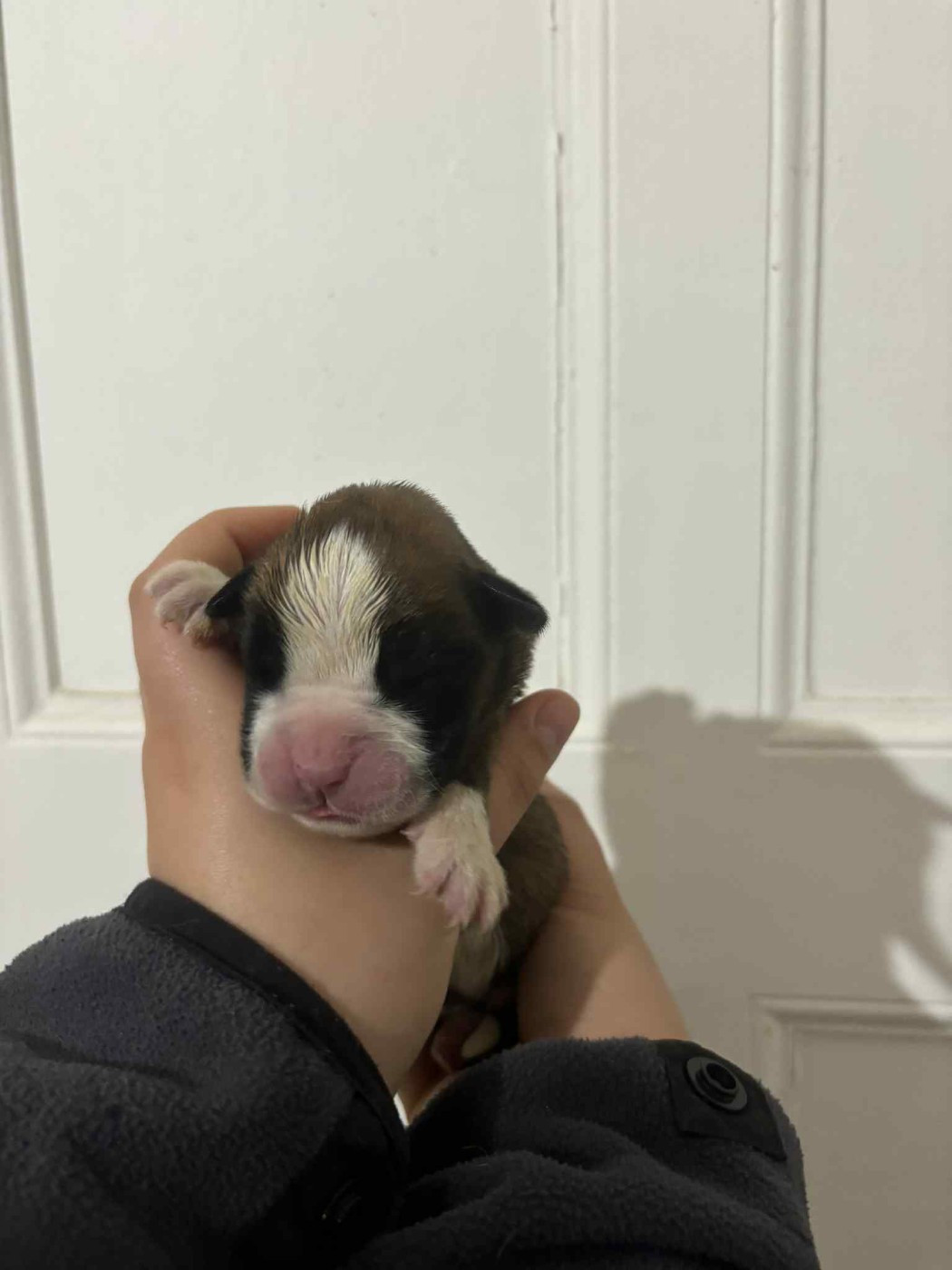 du Domaine des museaux courts - Chiots disponibles - Boxer