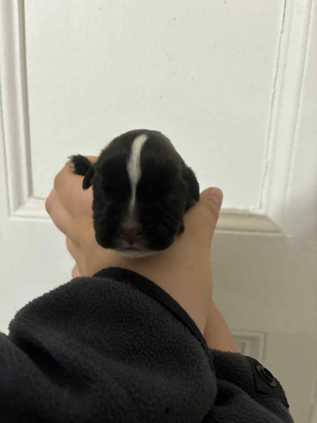 du Domaine des museaux courts - Chiots disponibles - Boxer