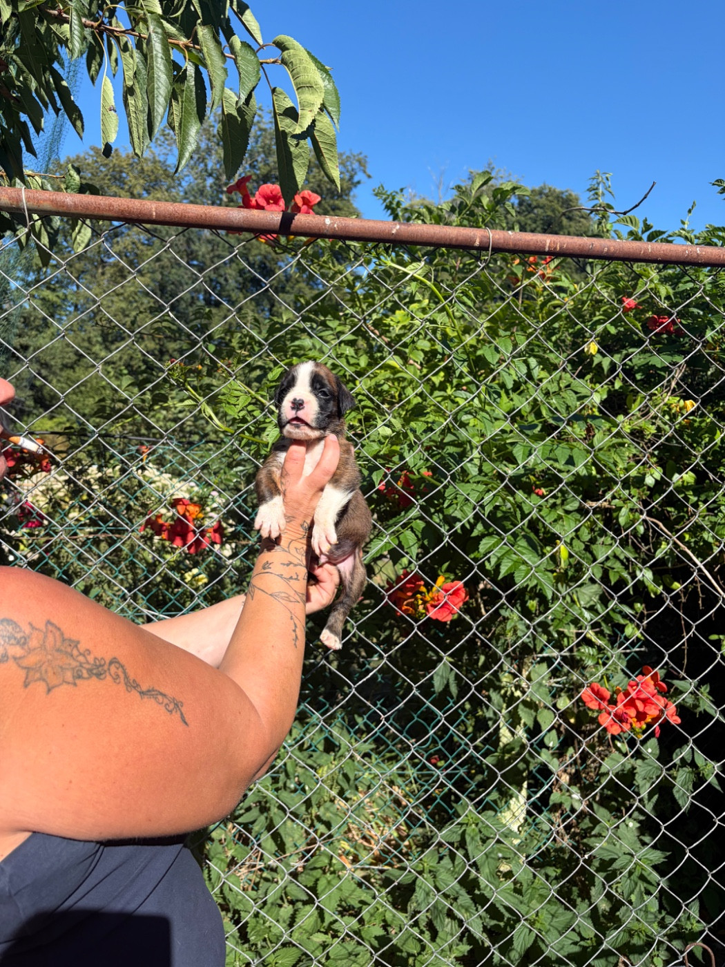 du Domaine des museaux courts - Chiots disponibles - Boxer