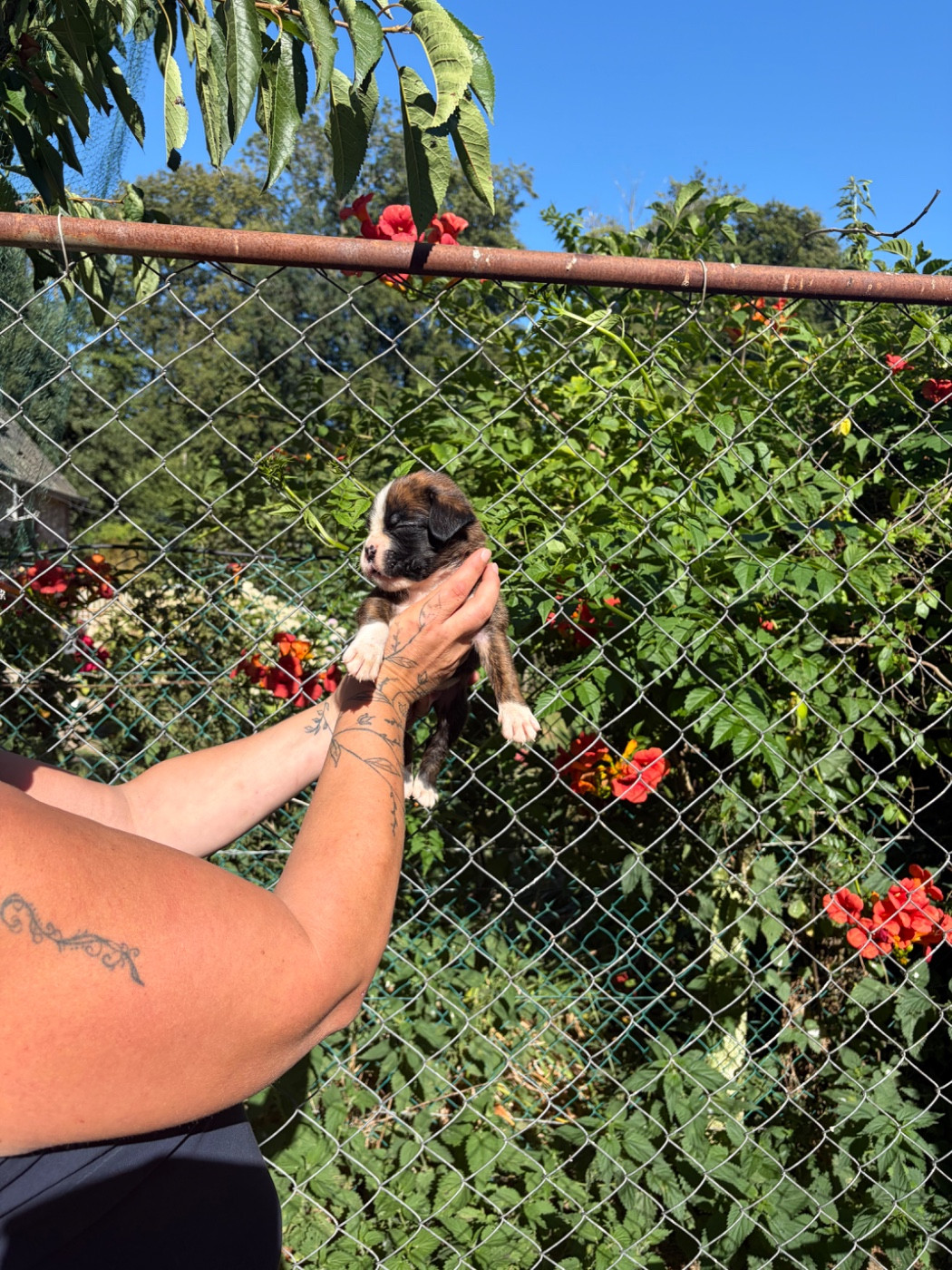 du Domaine des museaux courts - Chiots disponibles - Boxer