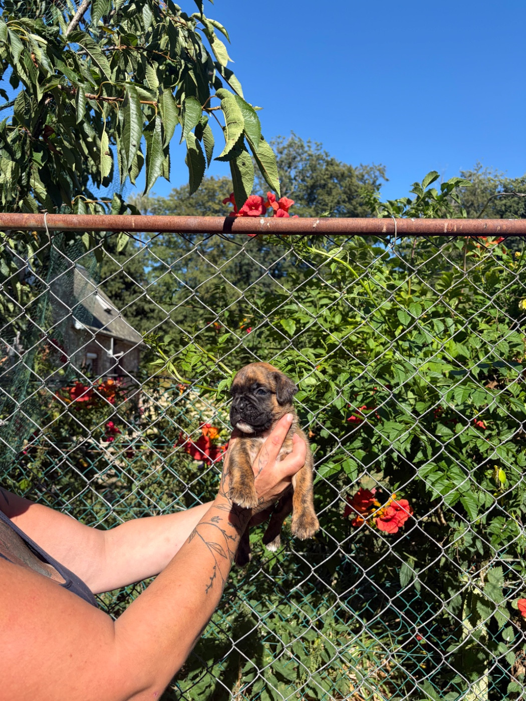 du Domaine des museaux courts - Chiots disponibles - Boxer