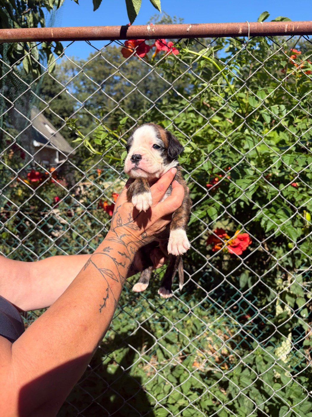 du Domaine des museaux courts - Chiots disponibles - Boxer