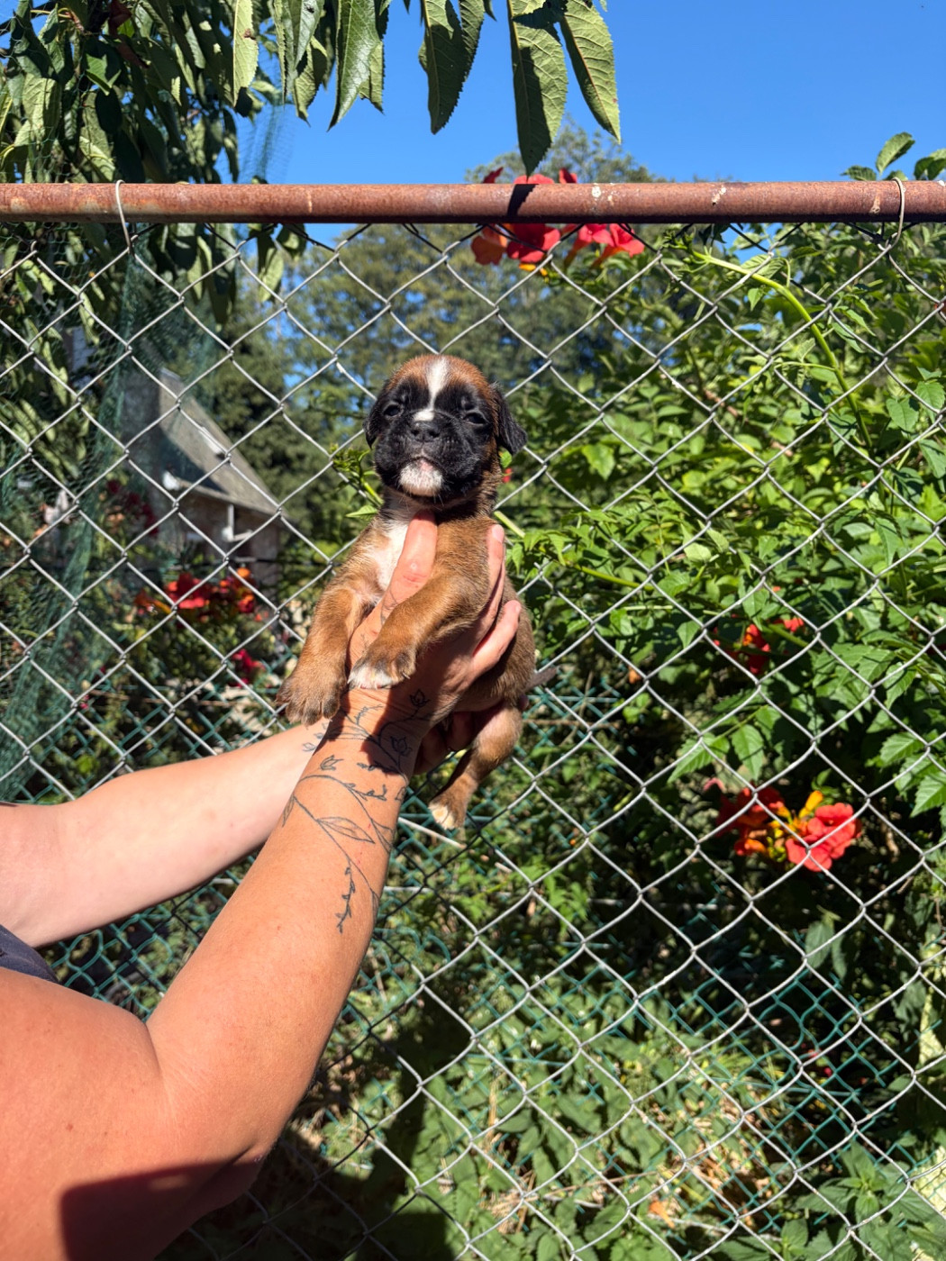 du Domaine des museaux courts - Chiots disponibles - Boxer