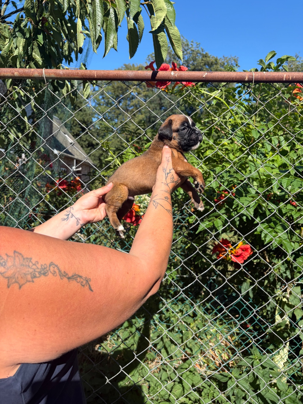 du Domaine des museaux courts - Chiots disponibles - Boxer