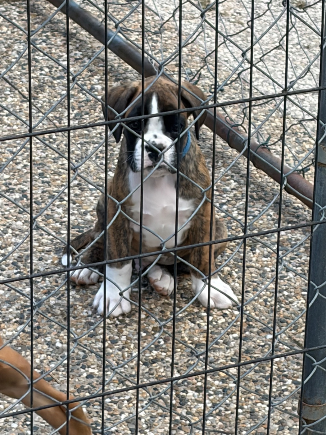 du Domaine des museaux courts - Chiots disponibles - Boxer