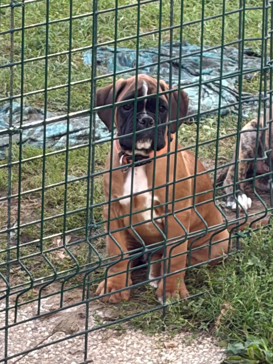 du Domaine des museaux courts - Chiots disponibles - Boxer