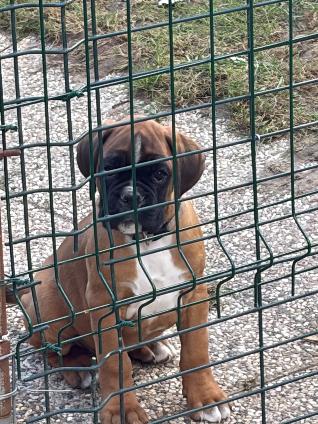 du Domaine des museaux courts - Chiots disponibles - Boxer