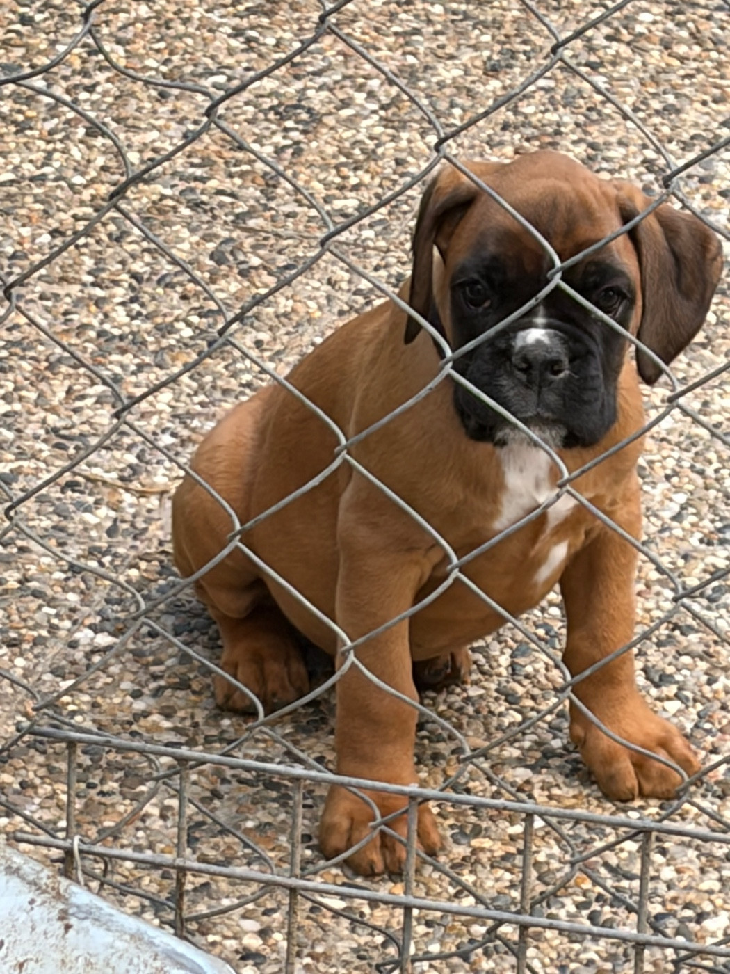 du Domaine des museaux courts - Chiots disponibles - Boxer
