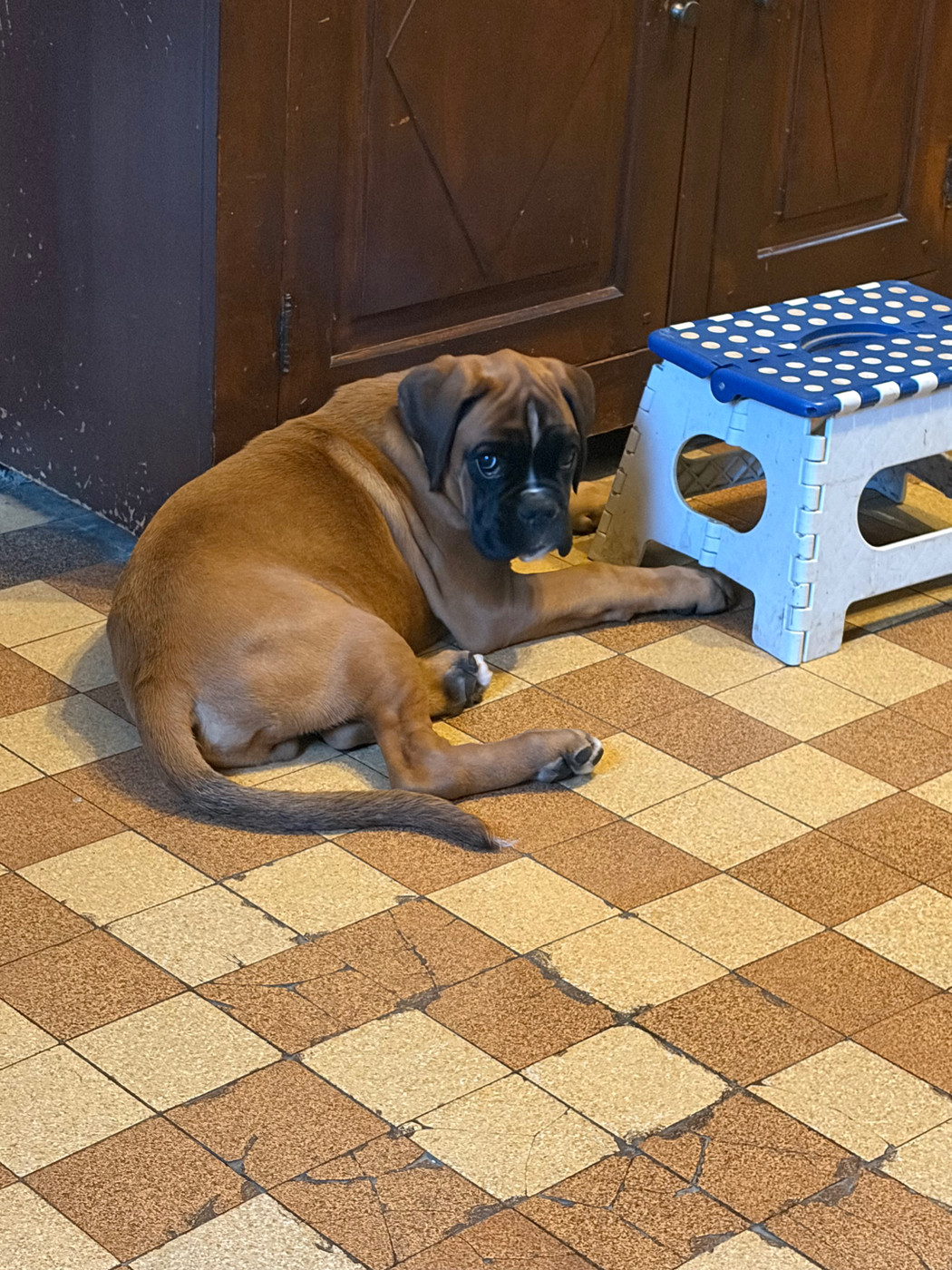 du Domaine des museaux courts - Chiots disponibles - Boxer
