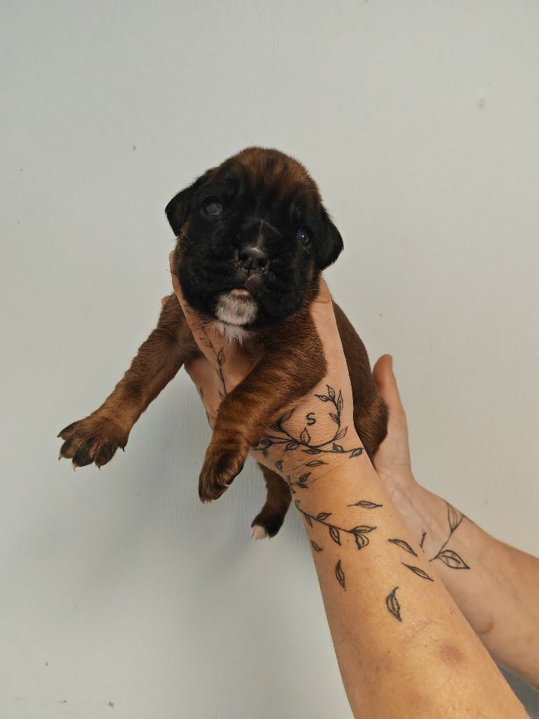 du Domaine des museaux courts - Chiots disponibles - Boxer
