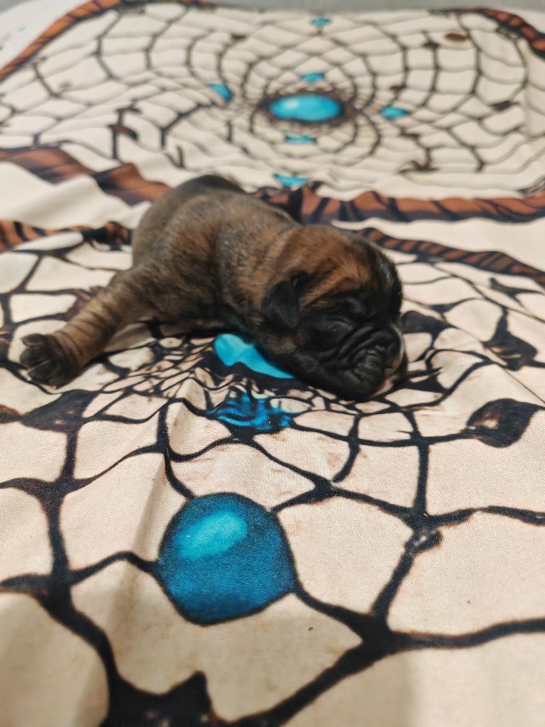 du Domaine des museaux courts - Boxer - Portée née le 26/09/2025