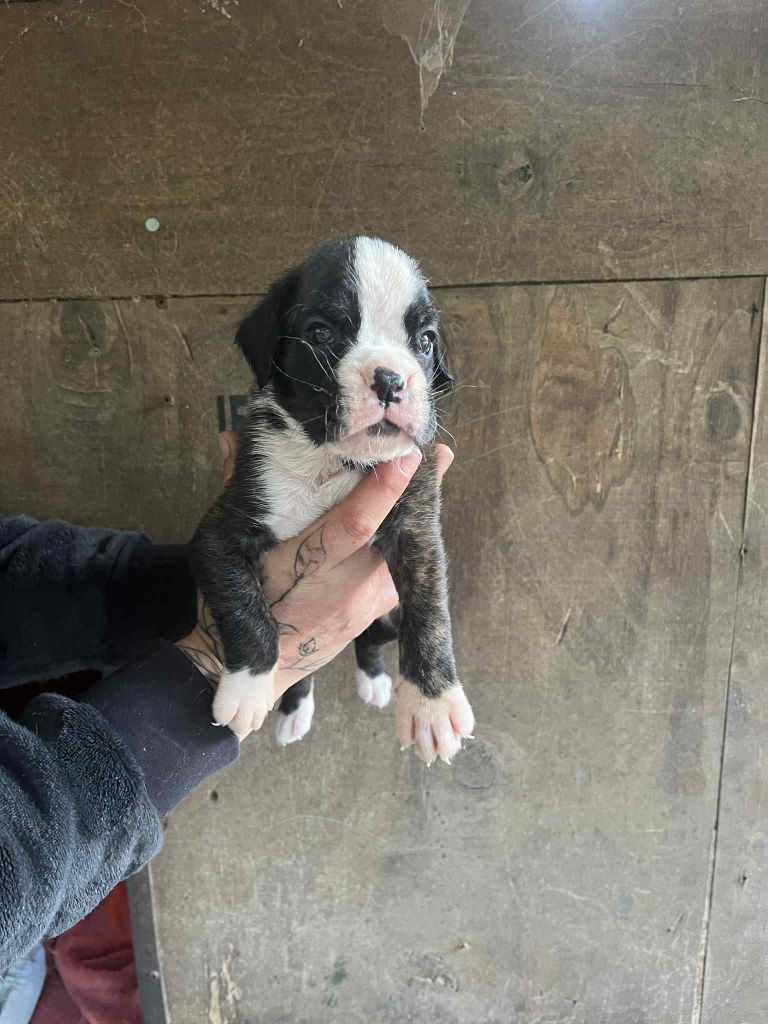 du Domaine des museaux courts - Chiots disponibles - Boxer