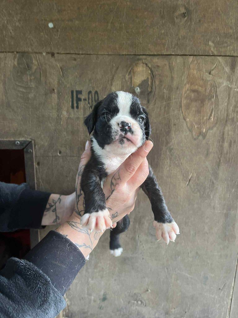 du Domaine des museaux courts - Chiots disponibles - Boxer