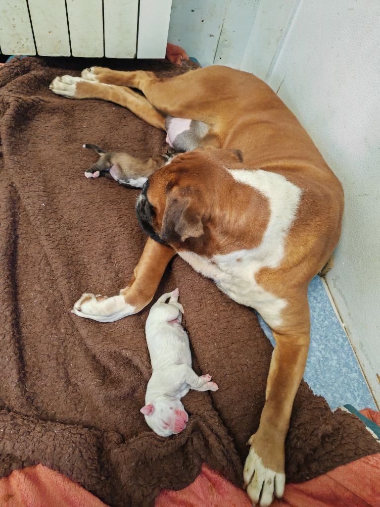 Chiot Boxer du Domaine des museaux courts