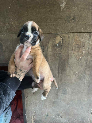 CHIOT