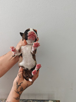CHIOT non lof