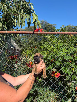 CHIOT 6