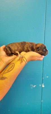 CHIOT 4