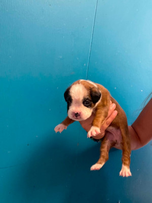 CHIOT 1
