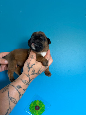 Chiot N°2