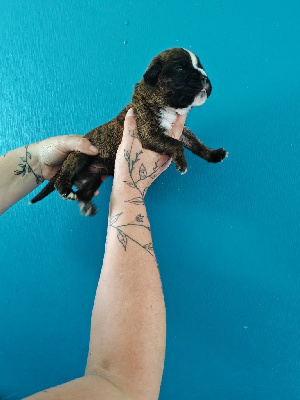 CHIOT