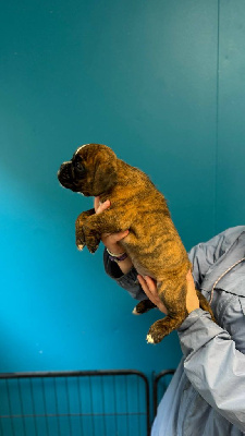 CHIOT 1