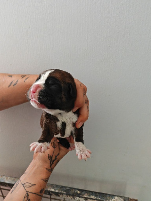 CHIOT non lof