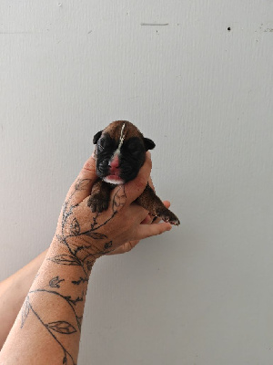 CHIOT non lof