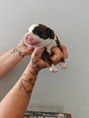CHIOT  non lof