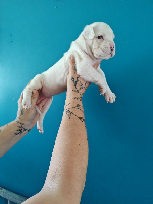 CHIOT