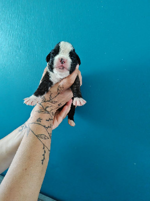 CHIOT