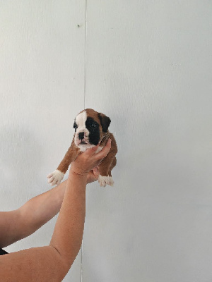 CHIOT 6