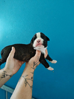 CHIOT