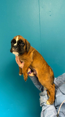 CHIOT 2