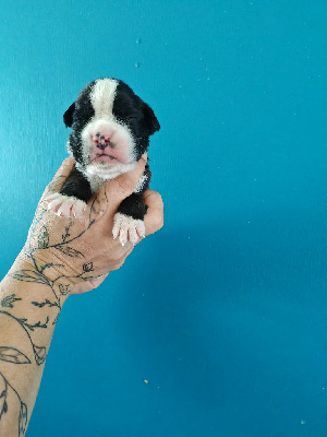 CHIOT