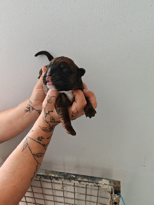 CHIOT non lof