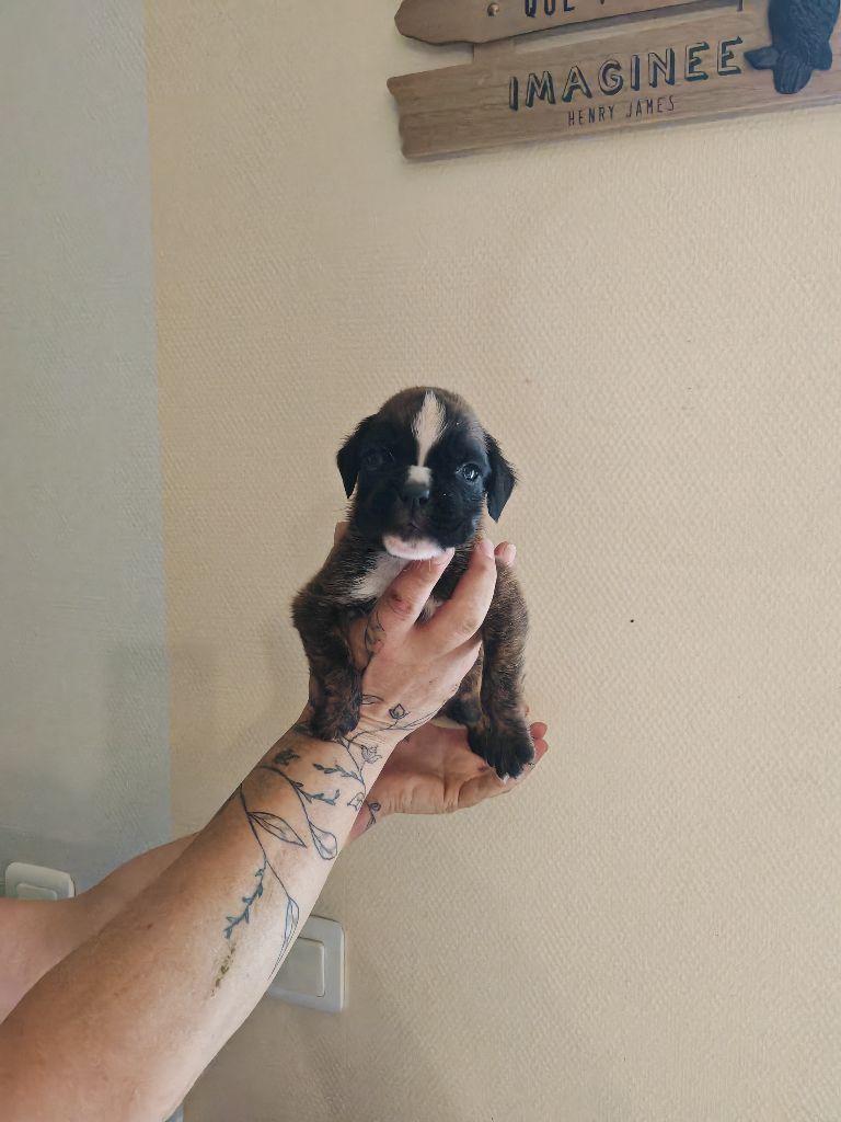 du Domaine des museaux courts - Chiots disponibles - Boxer