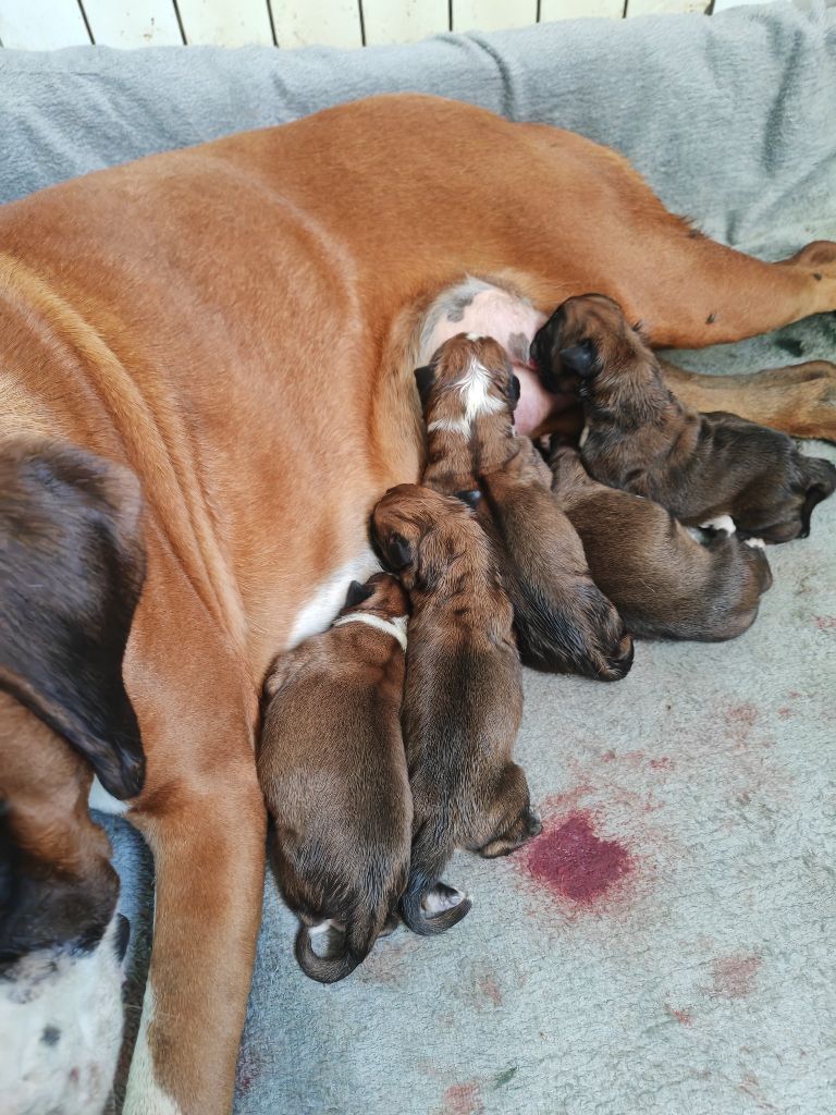 Chiot Boxer du Domaine des museaux courts