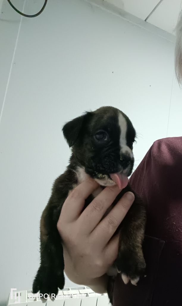 du Domaine des museaux courts - Boxer - Portée née le 30/11/2023